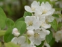 Spring at Aztec West