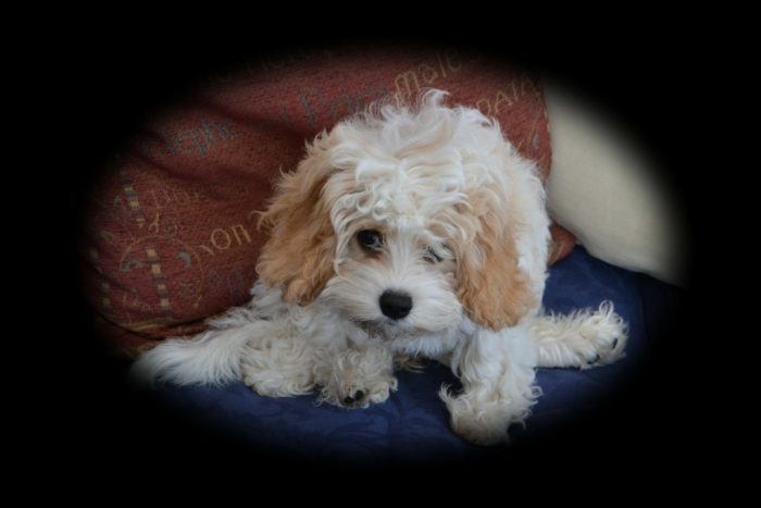 Cute little white puppy