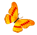 butterfly5